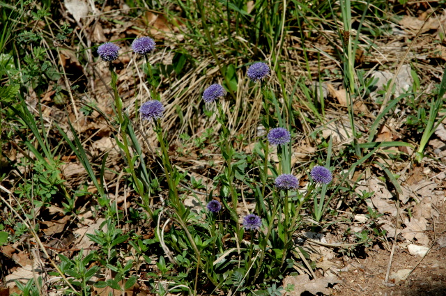 Globularia cordifolia, nudicaulis e bisnagarica